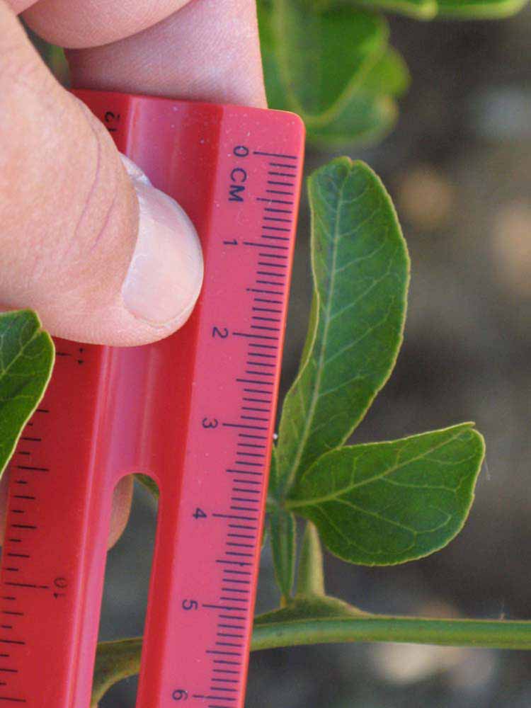              Trifoliolate leaf (Riverside, CA)       